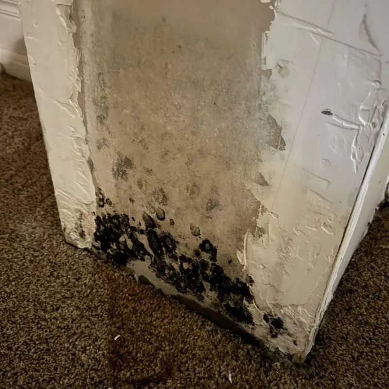 Professional Mold Removal in Gaithersburg, MD